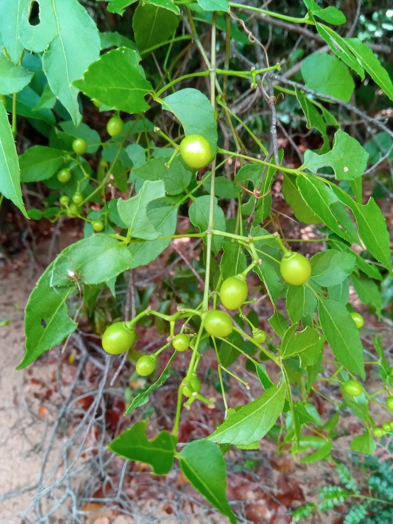 Cissus ambongensis photo 6