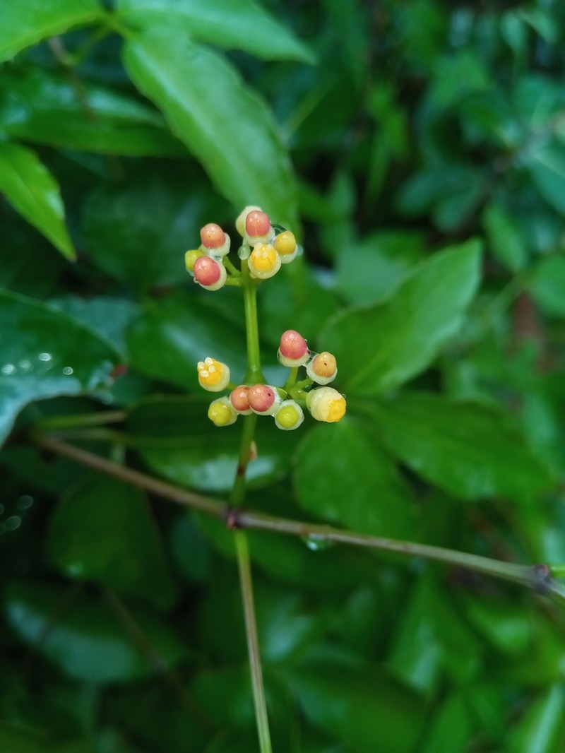 Cissus ambongensis photo 7