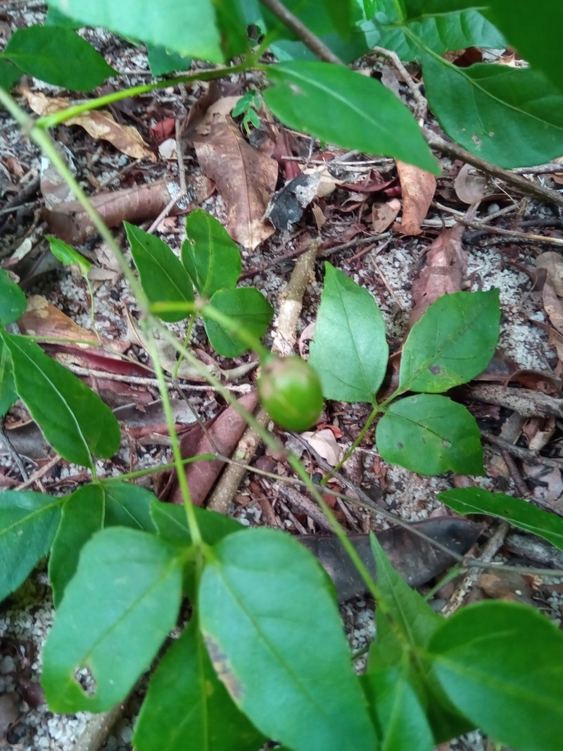 Cissus ambongensis photo 8