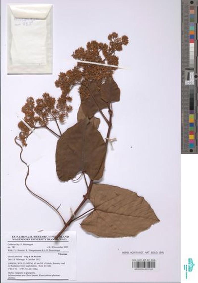 Cissus amoena