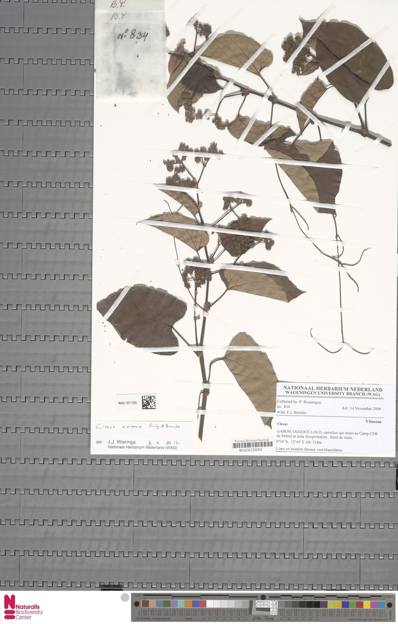 Cissus amoena photo 2