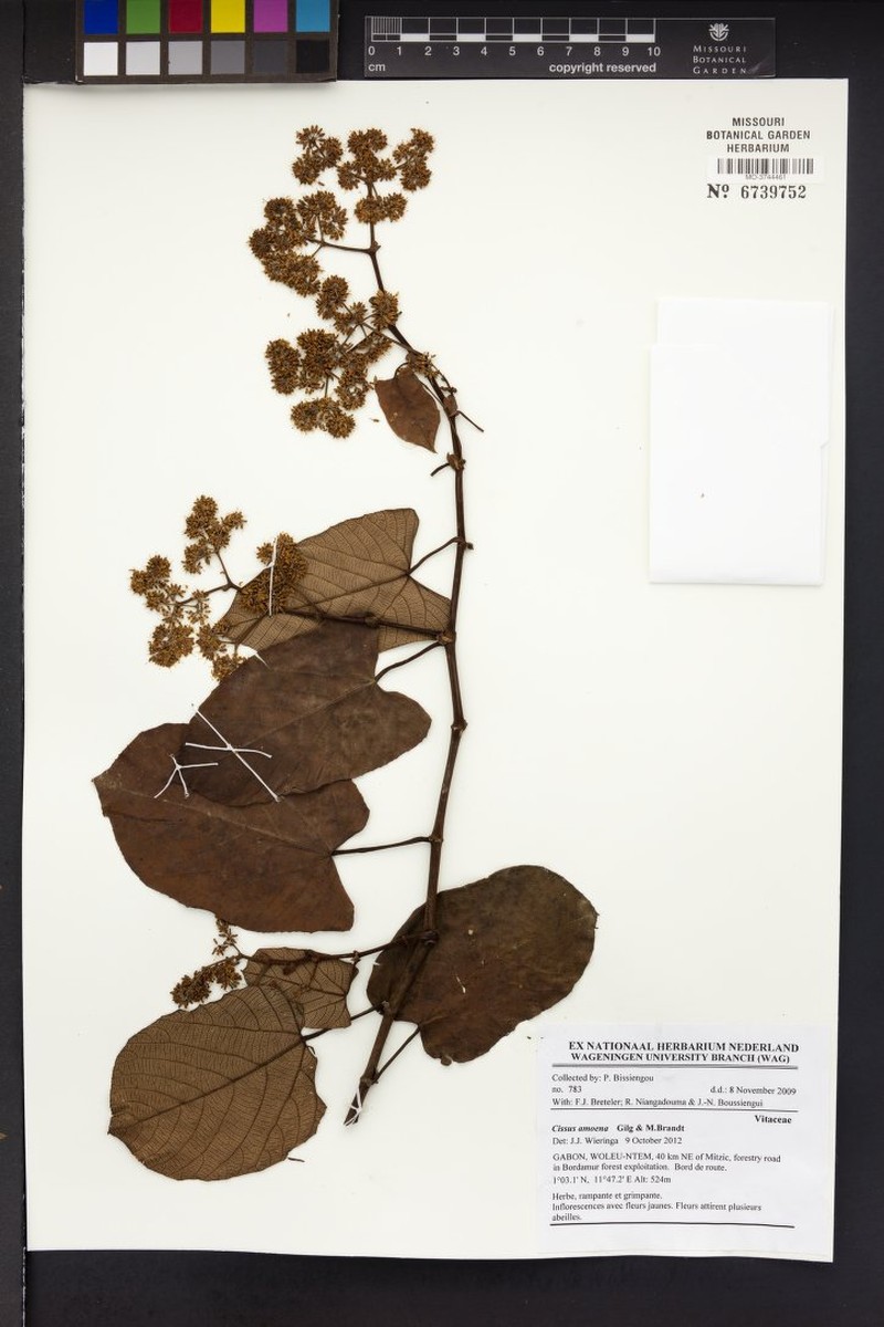 Cissus amoena photo 4