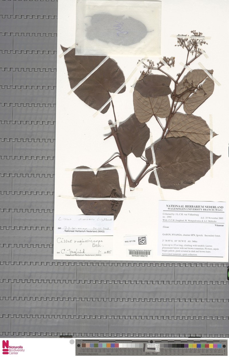 Cissus amoena photo 5