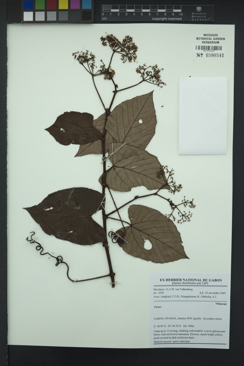 Cissus amoena photo 6