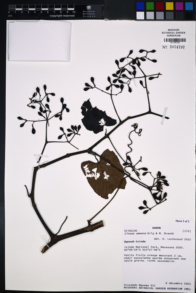 Cissus amoena photo 7