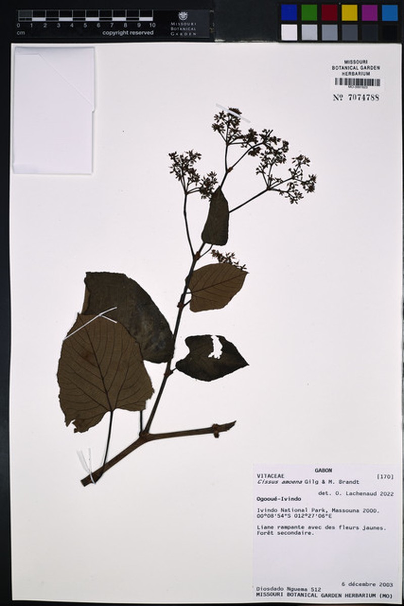 Cissus amoena photo 8