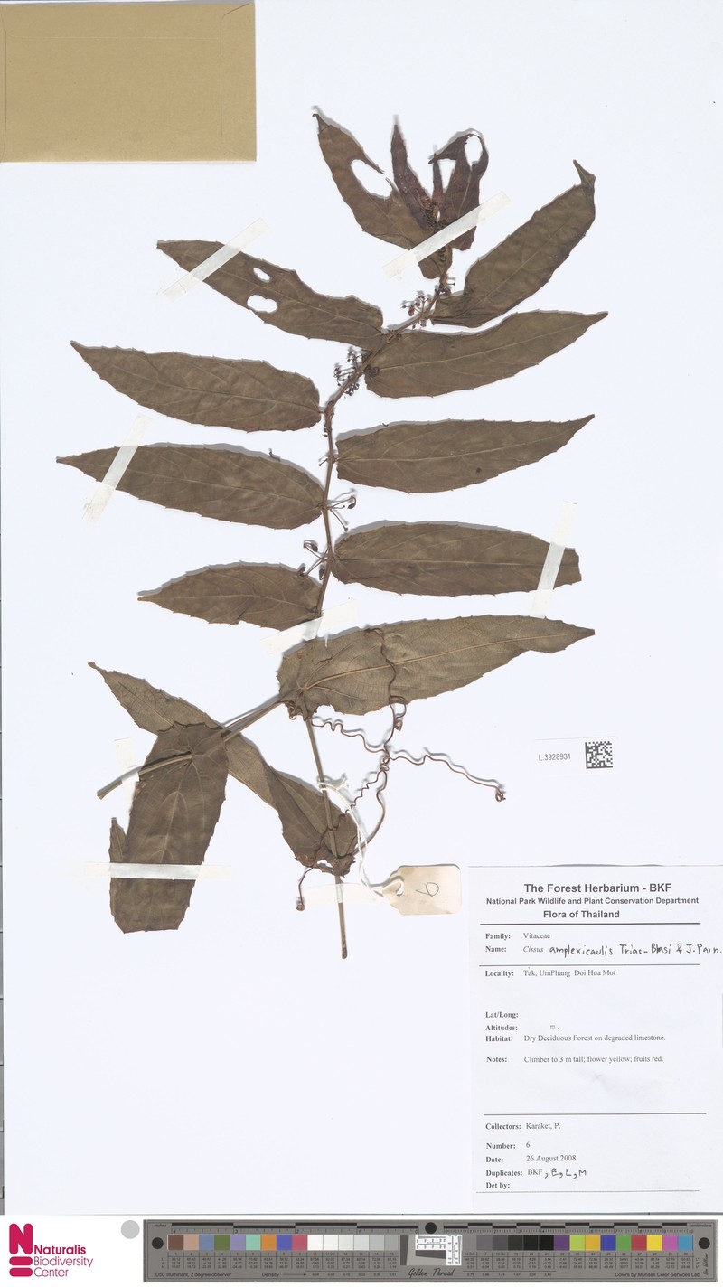 Cissus amplexicaulis