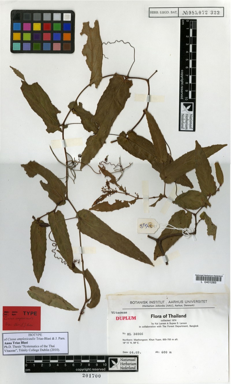 Cissus amplexicaulis photo 2