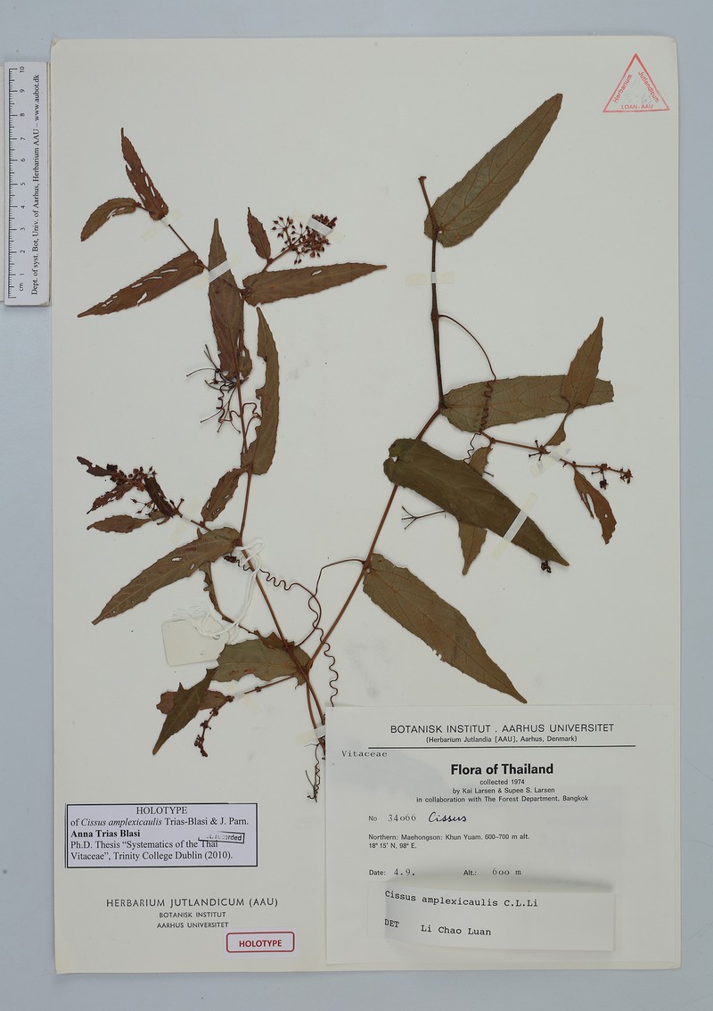 Cissus amplexicaulis photo 3