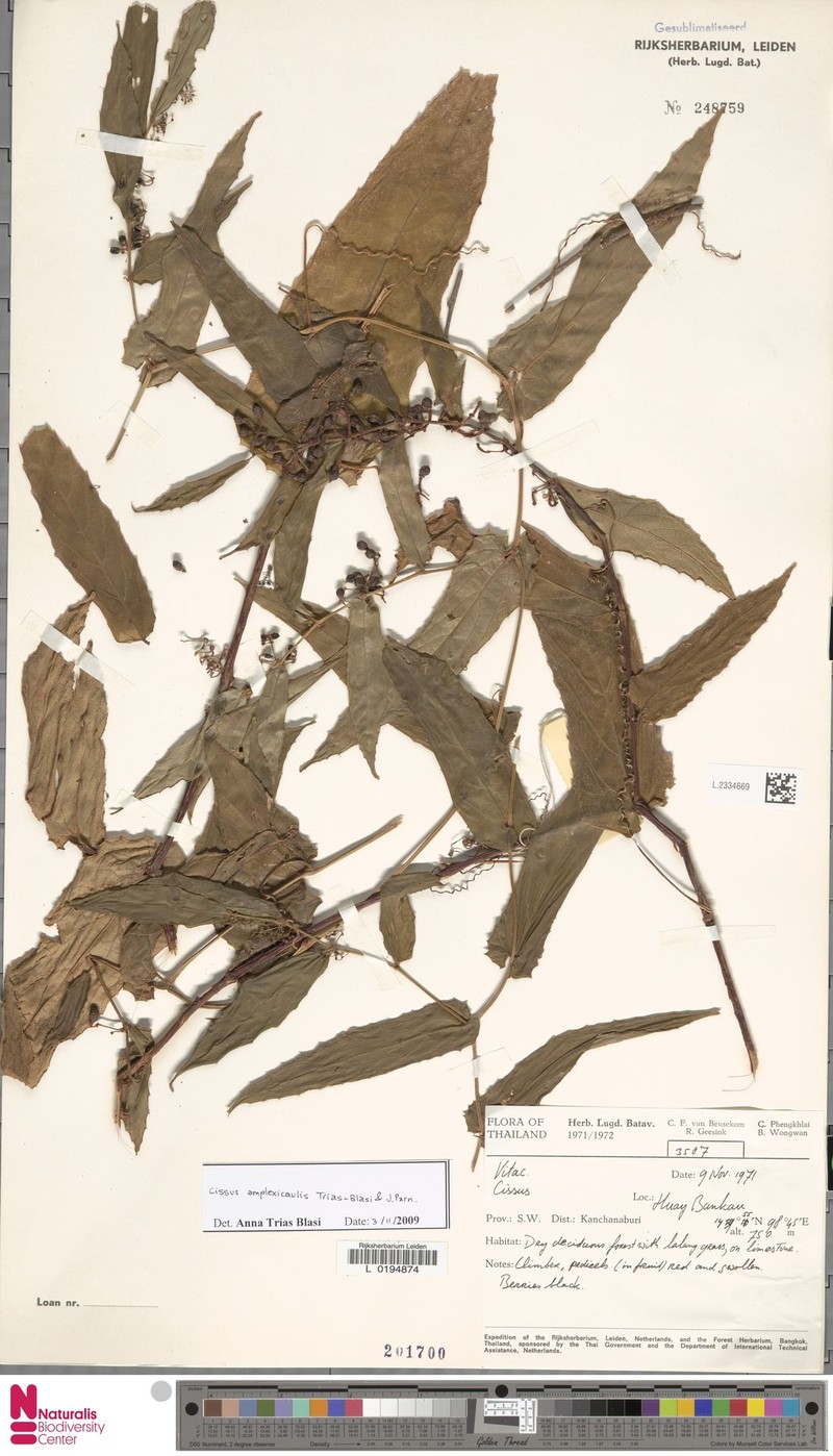 Cissus amplexicaulis photo 4