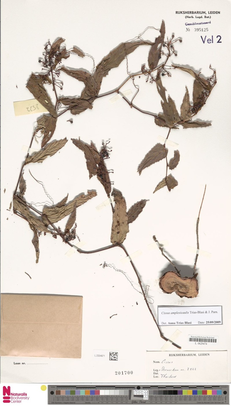 Cissus amplexicaulis photo 5