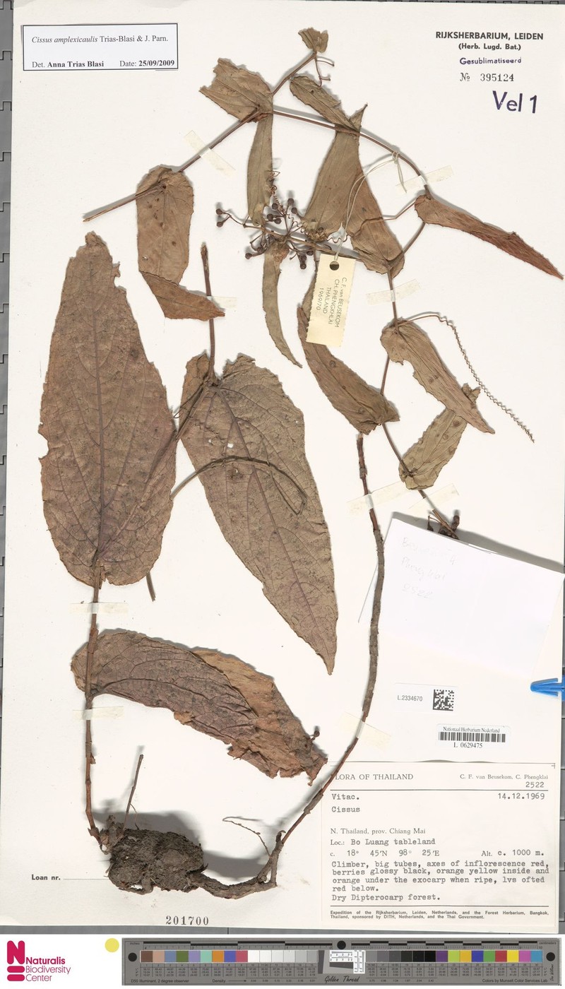 Cissus amplexicaulis photo 6