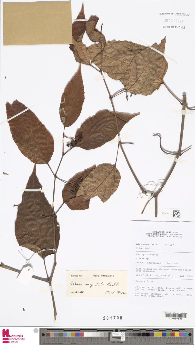 Cissus angustata