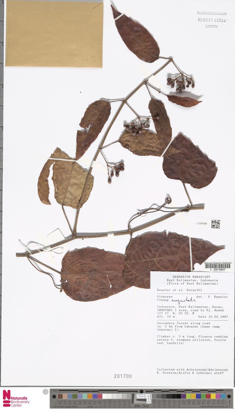 Cissus angustata photo 2