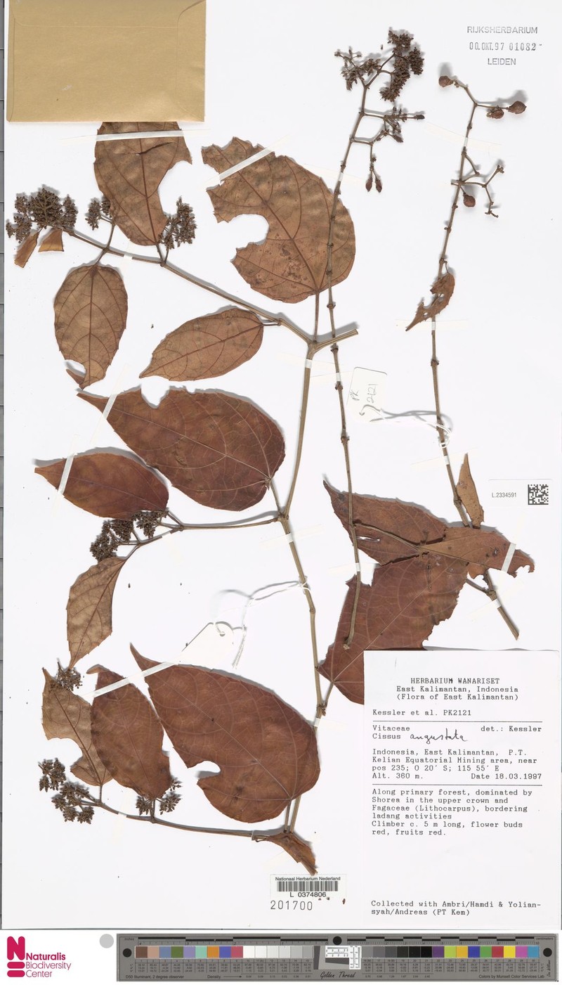 Cissus angustata photo 3