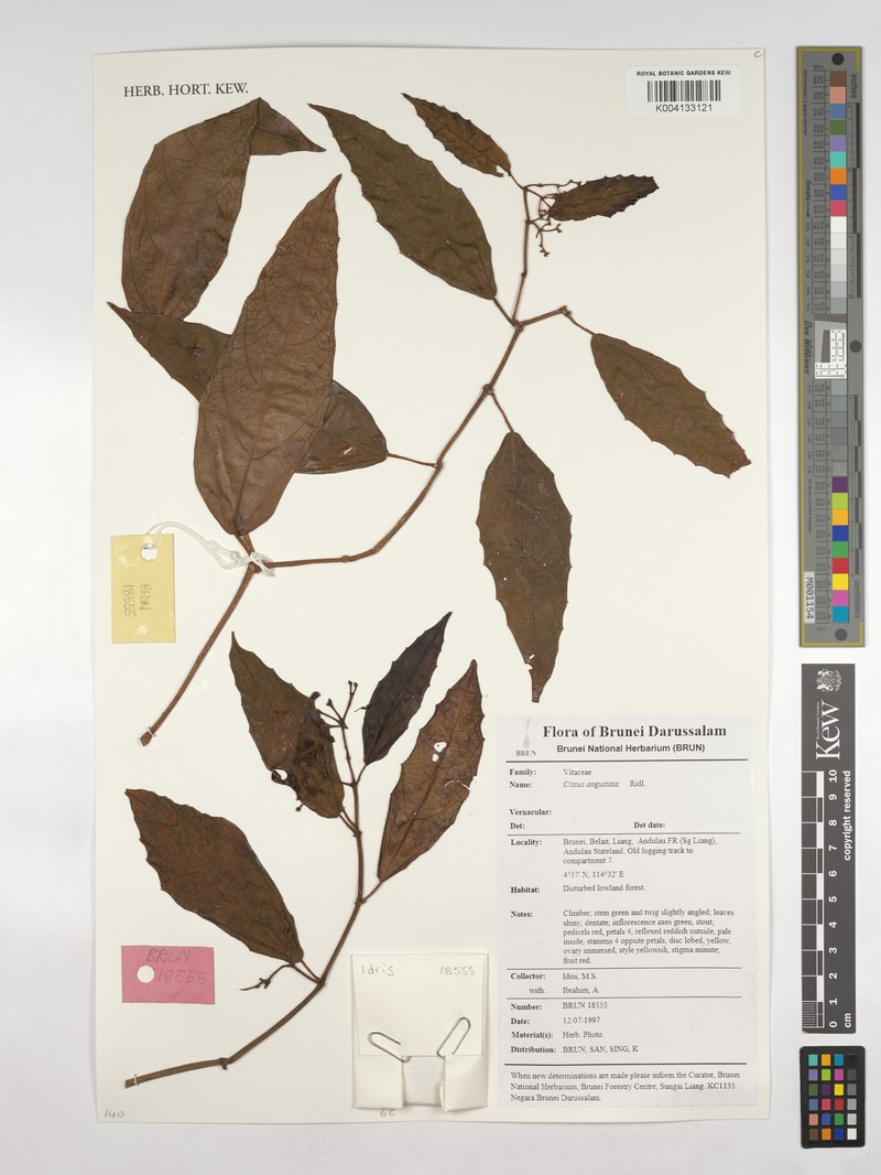 Cissus angustata photo 4