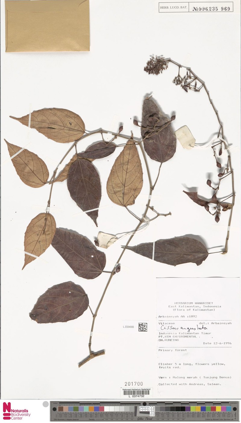 Cissus angustata photo 5