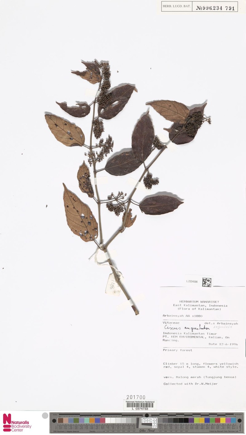 Cissus angustata photo 6