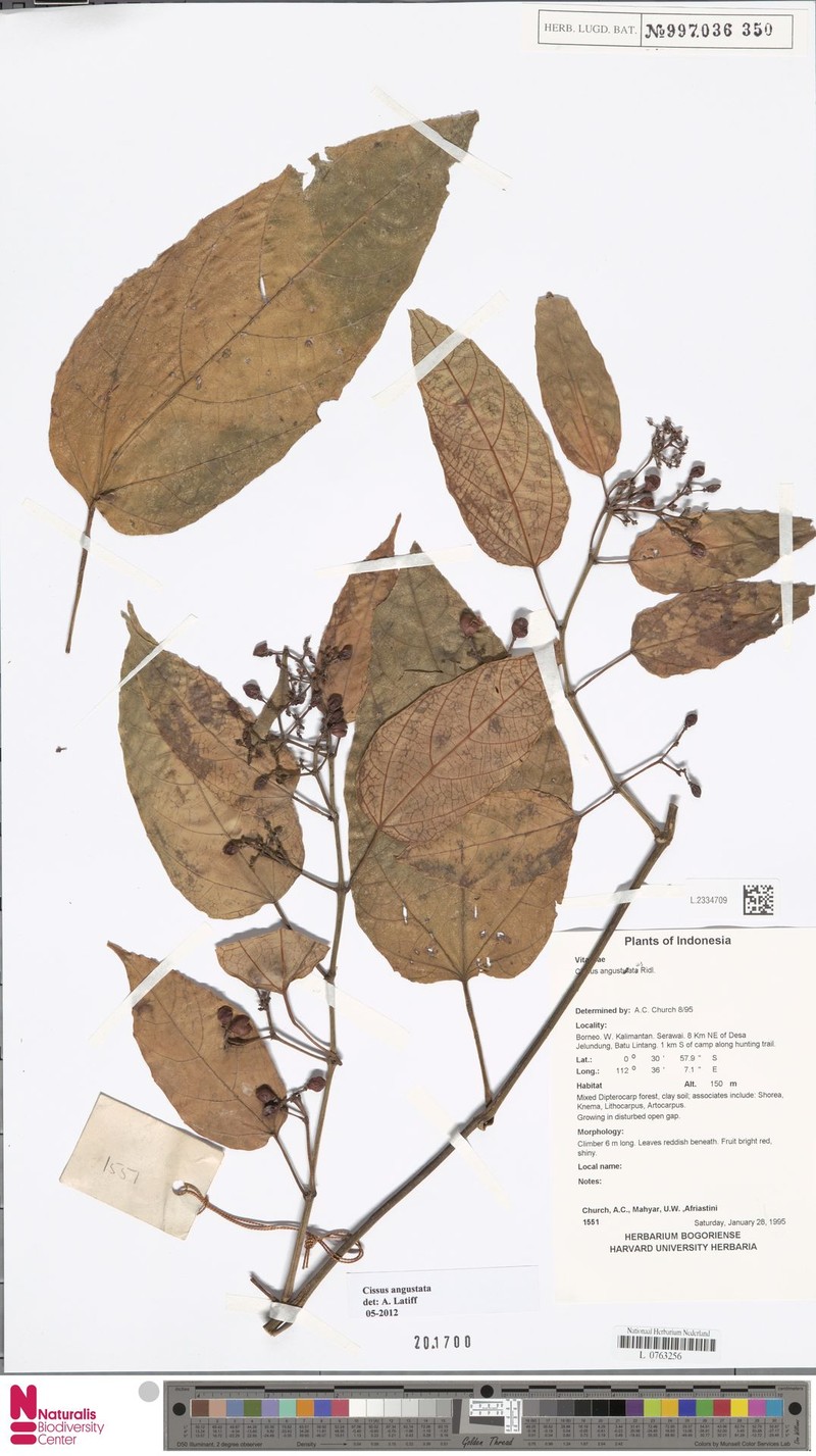 Cissus angustata photo 7