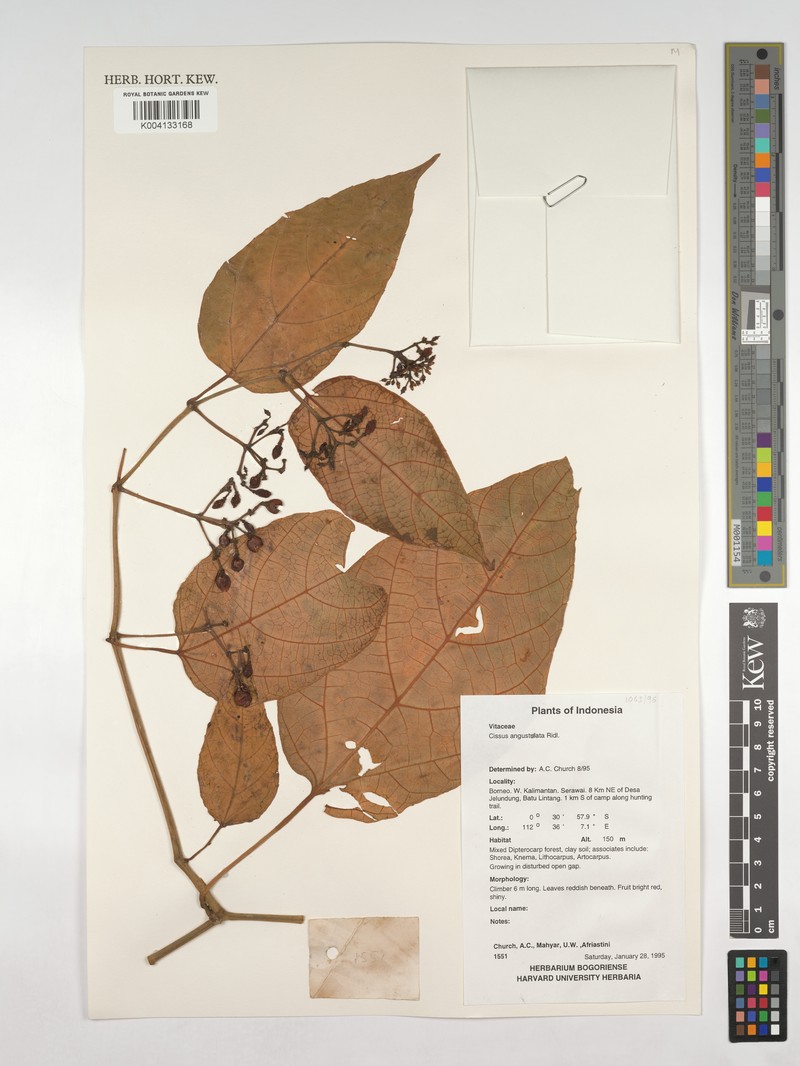 Cissus angustata photo 8
