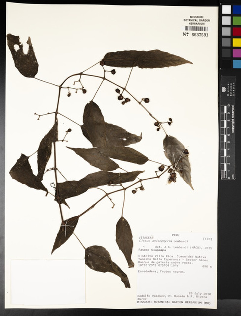 Cissus anisophylla