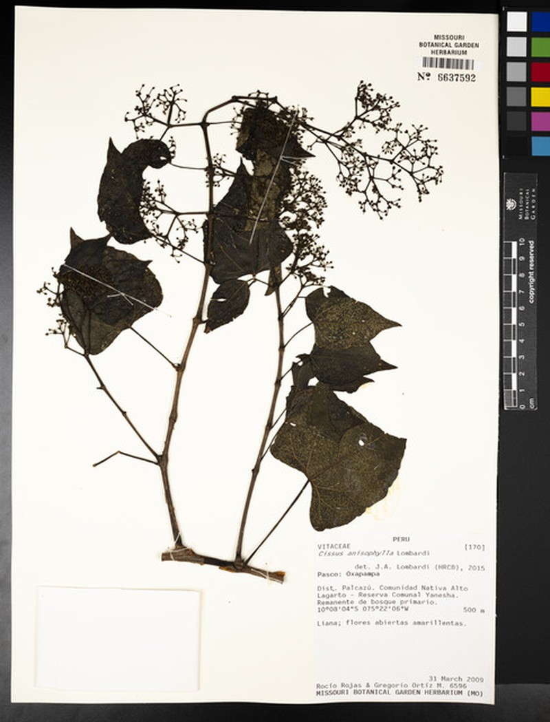 Cissus anisophylla photo 2