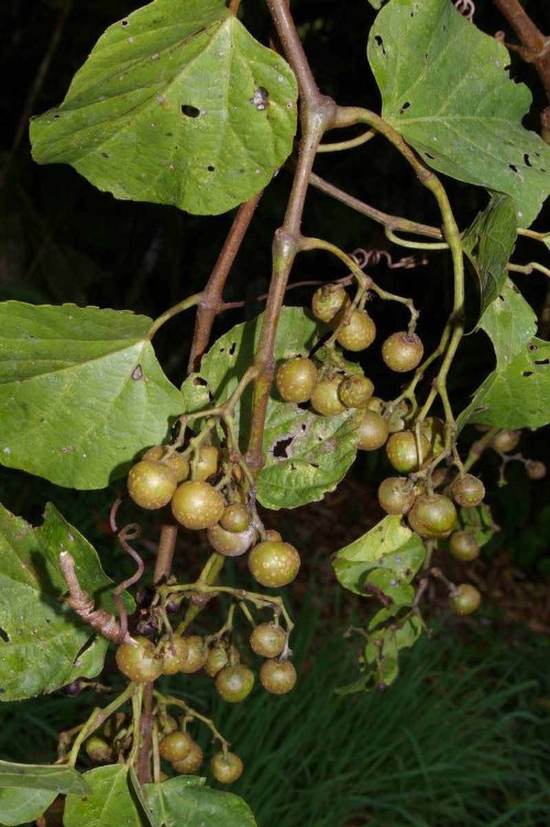 Cissus anisophylla photo 3