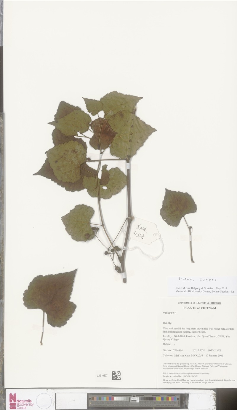 Cissus annamica