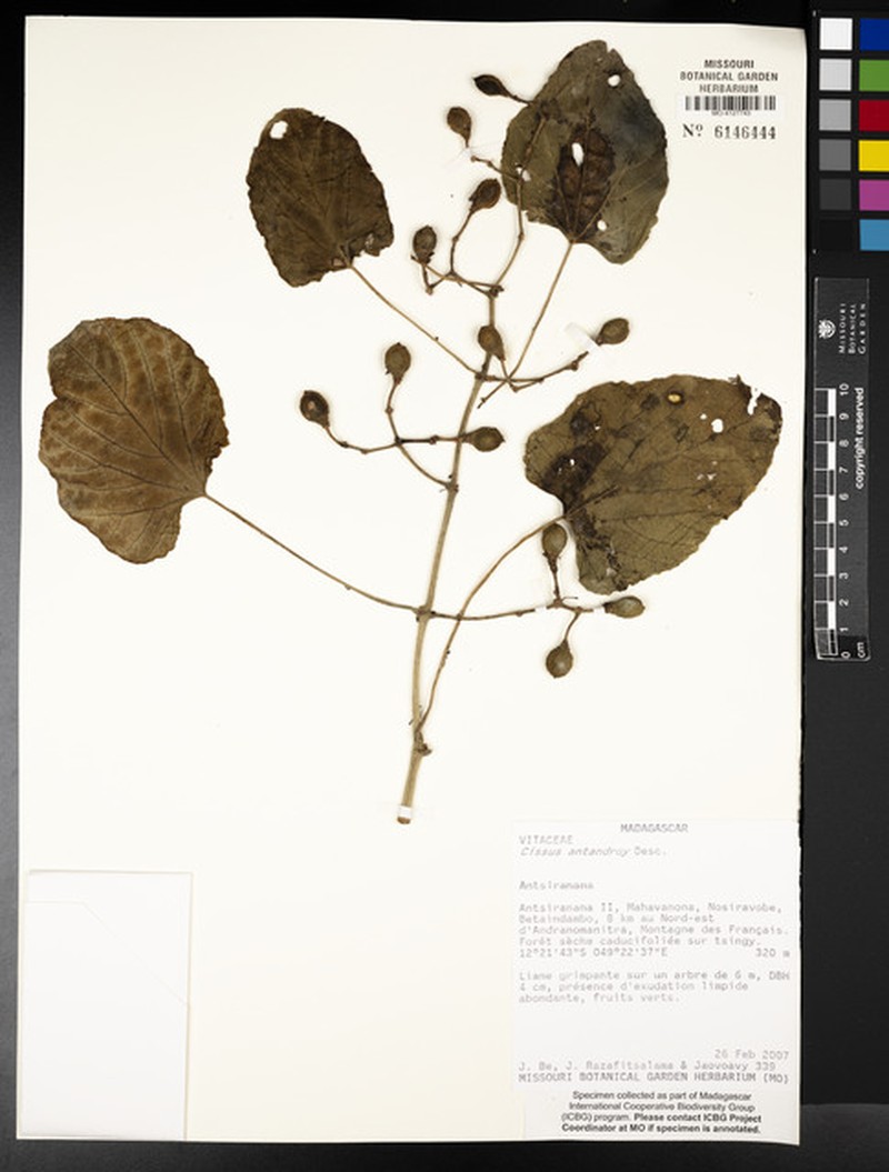 Cissus antandroy
