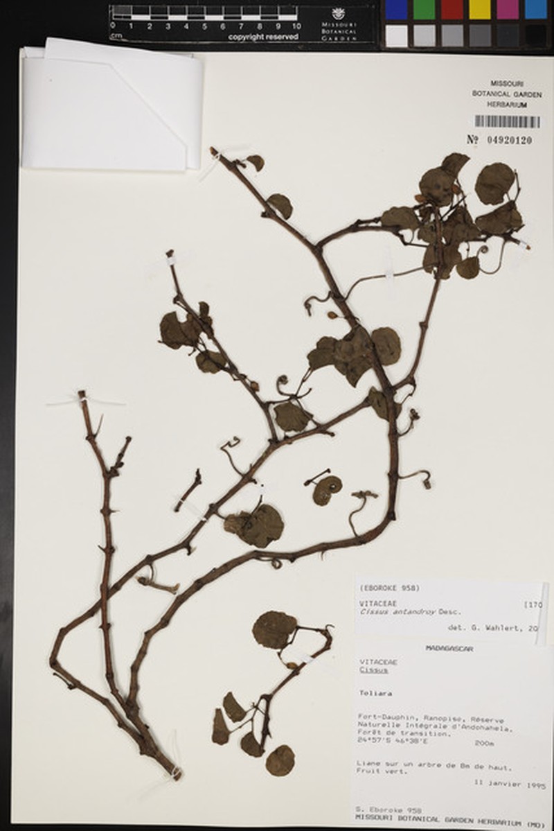 Cissus antandroy photo 2