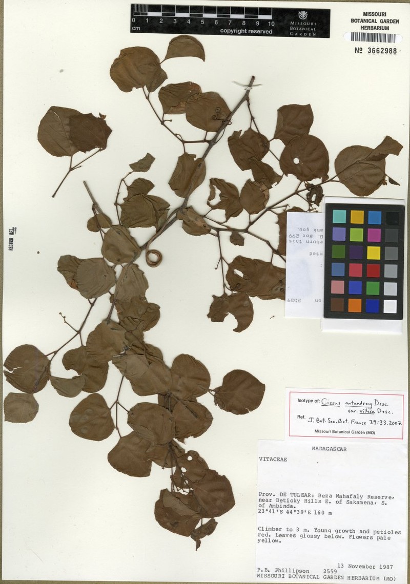 Cissus antandroy photo 3