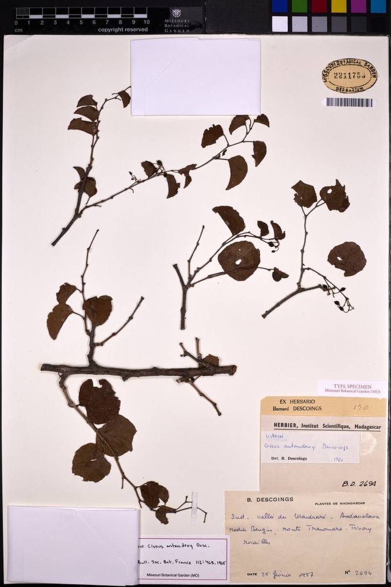 Cissus antandroy photo 4