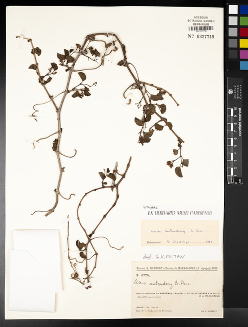 Cissus antandroy photo 5