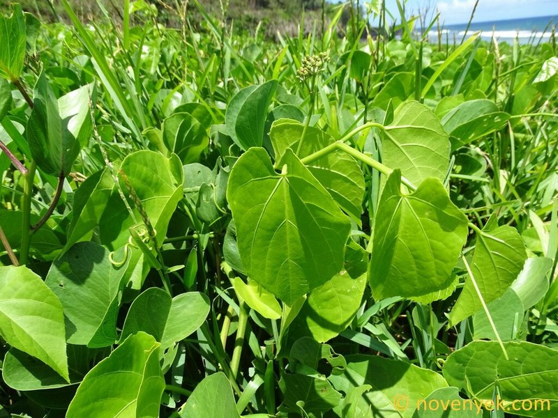 Cissus anulata