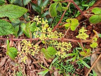 Cissus apendiculata
