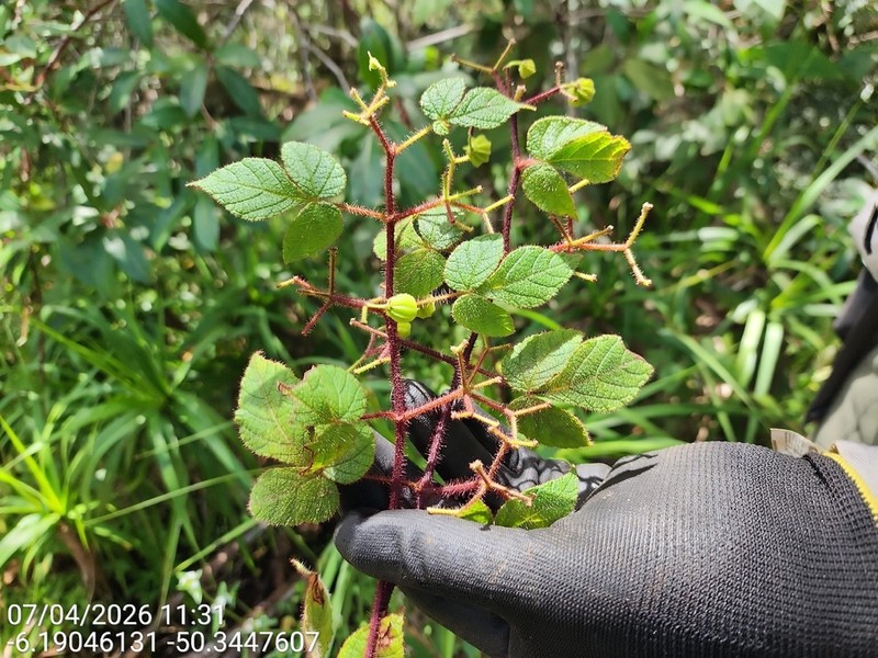 Cissus apendiculata photo 2