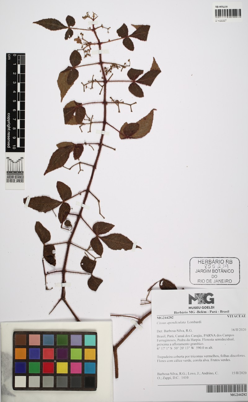 Cissus apendiculata photo 3