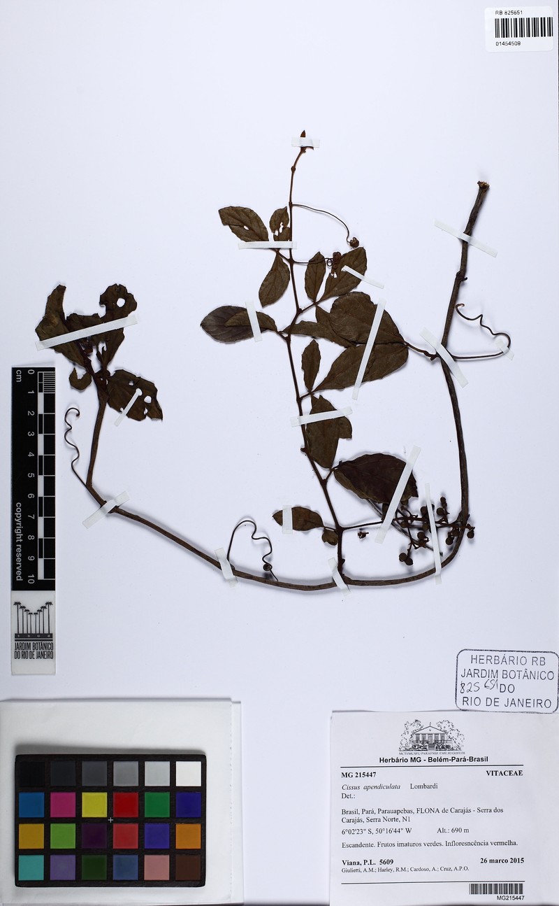 Cissus apendiculata photo 4
