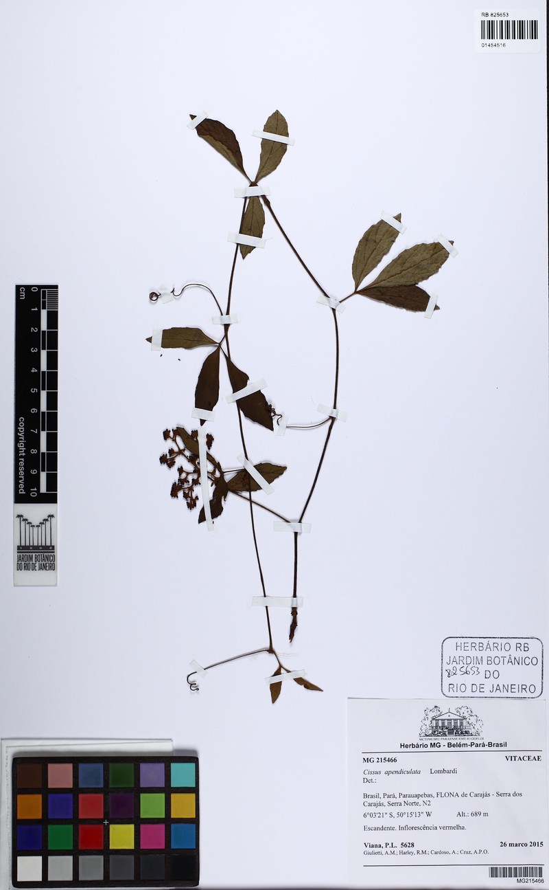 Cissus apendiculata photo 5