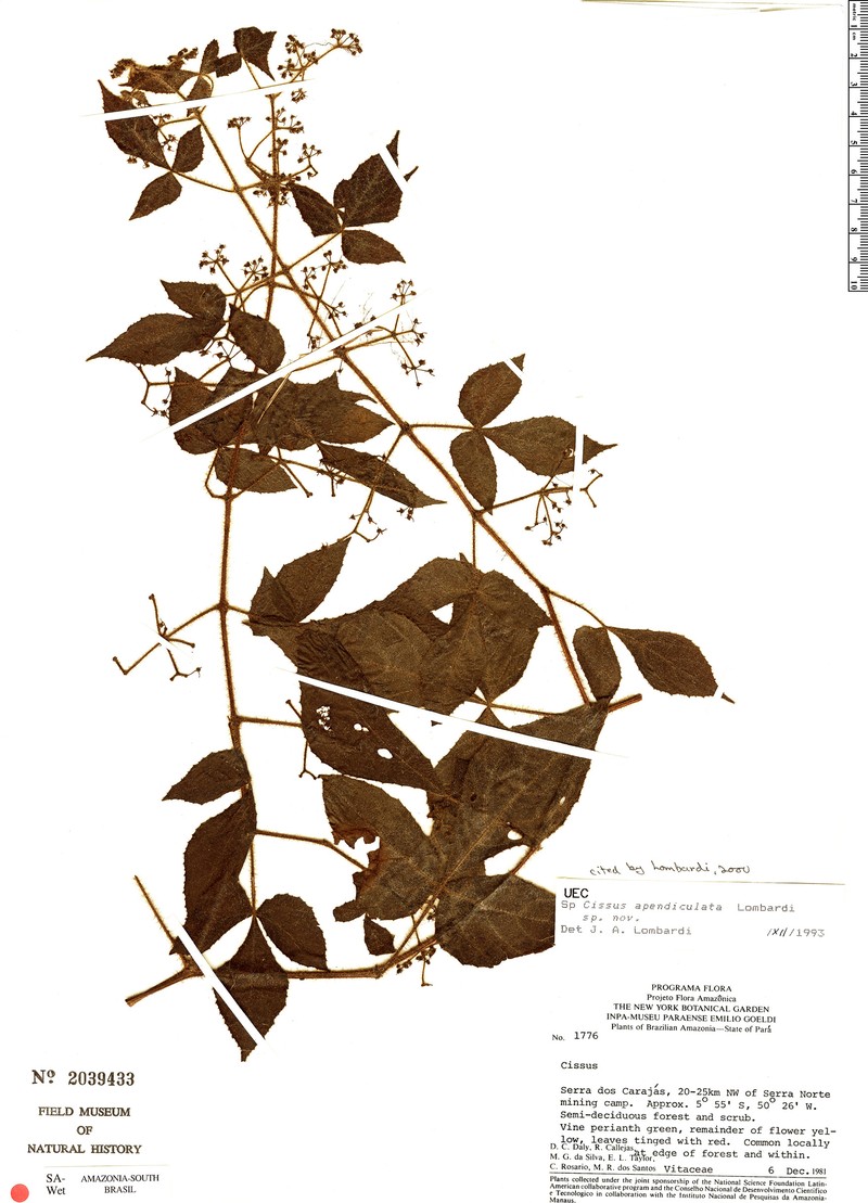 Cissus apendiculata photo 6