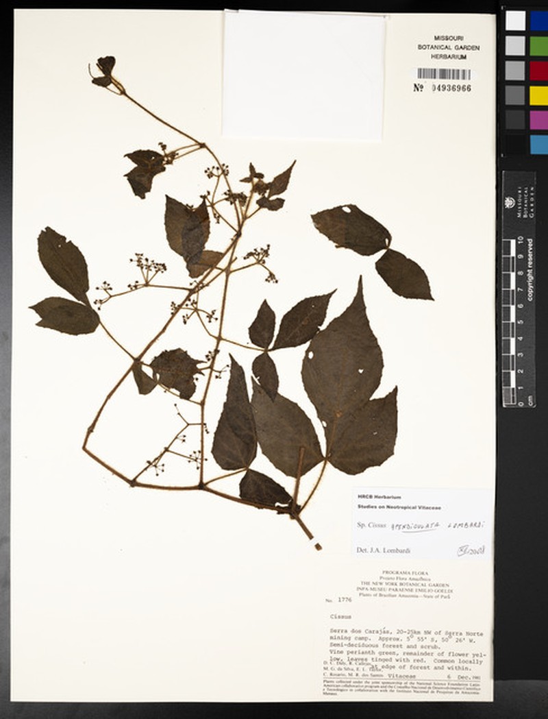 Cissus apendiculata photo 7