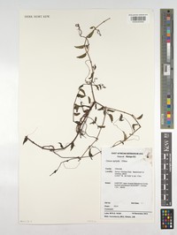 Cissus aphylla
