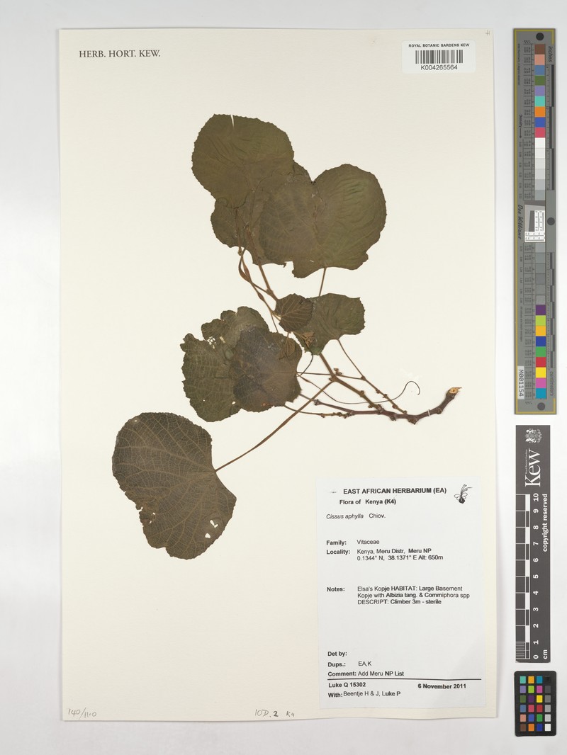 Cissus aphylla photo 2