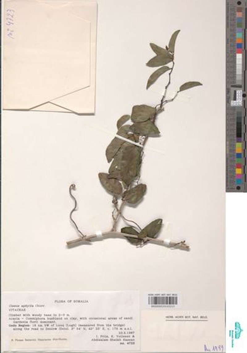 Cissus aphylla photo 3