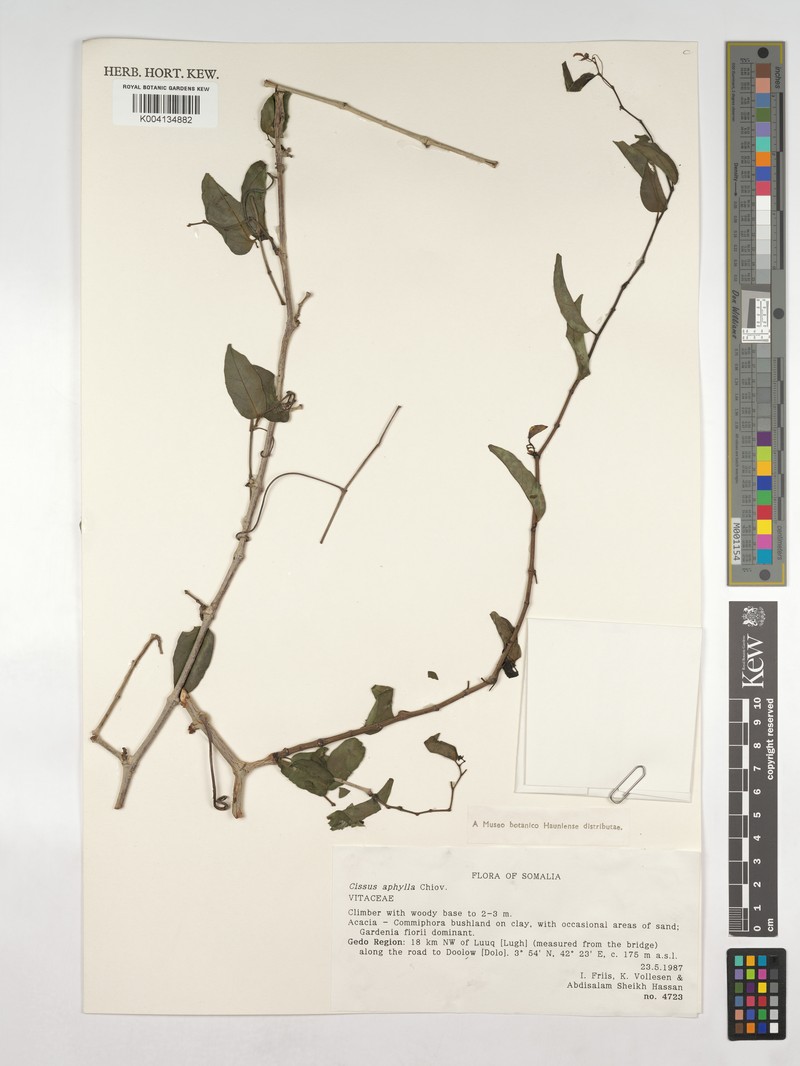 Cissus aphylla photo 4