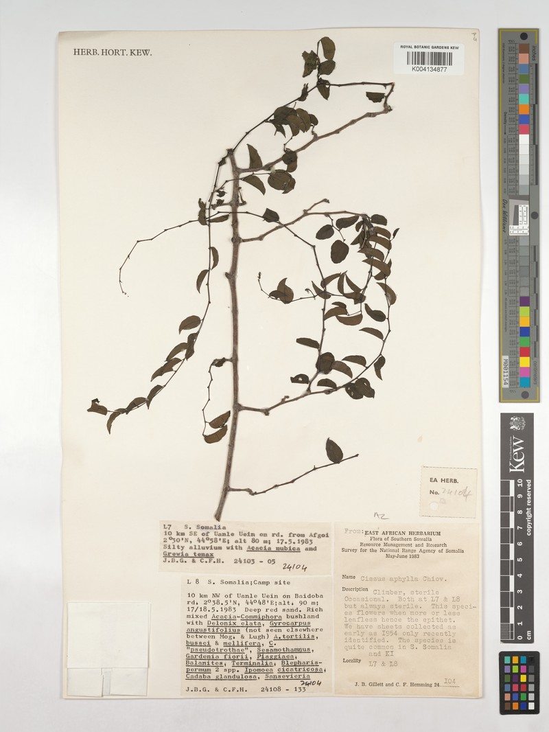 Cissus aphylla photo 5