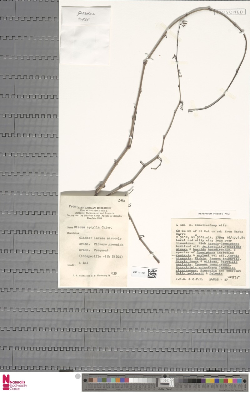 Cissus aphylla photo 6