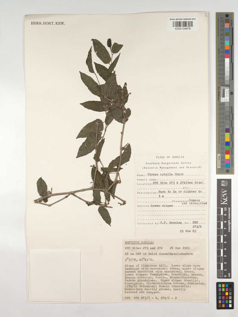 Cissus aphylla photo 8