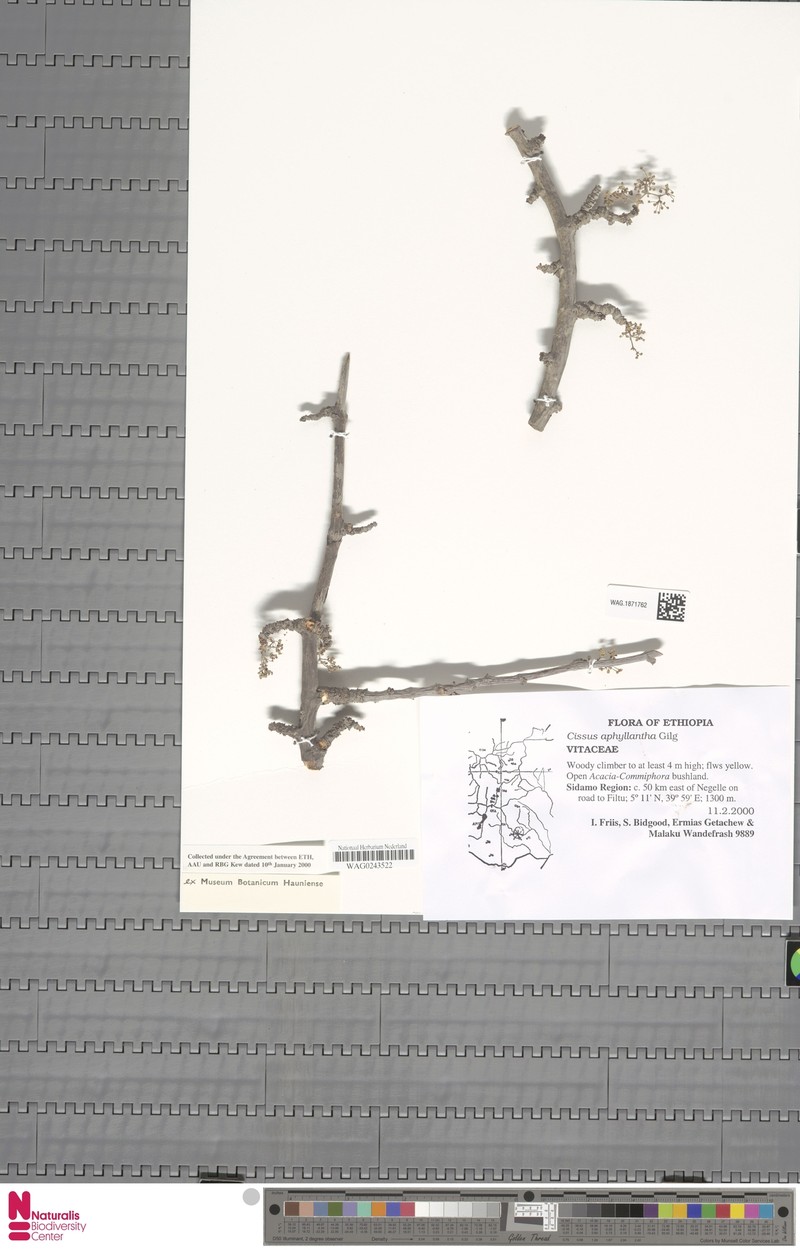 Cissus aphyllantha photo 2