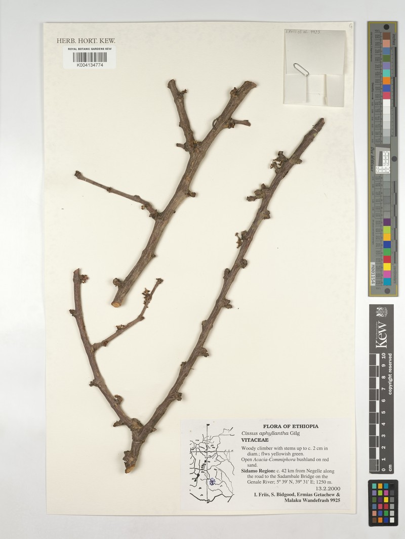 Cissus aphyllantha photo 4